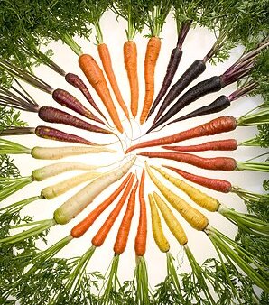 Carrot