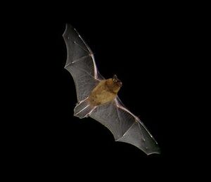 bat2