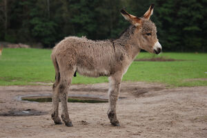 A young, fluffy donkey stands on a dirt patch in an open grassy field. Its coat is light brown and shaggy, with darker fur along its back and legs. The donkey has large ears pointed slightly outward and is facing to the right. In the background, there are trees and a small puddle nearby. Donkey By Lilly M - Own work, CC BY-SA 3.0, https://commons.wikimedia.org/w/index.php?curid=2653153
