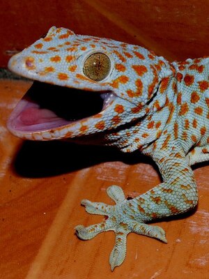 A picture of a tokay gecko